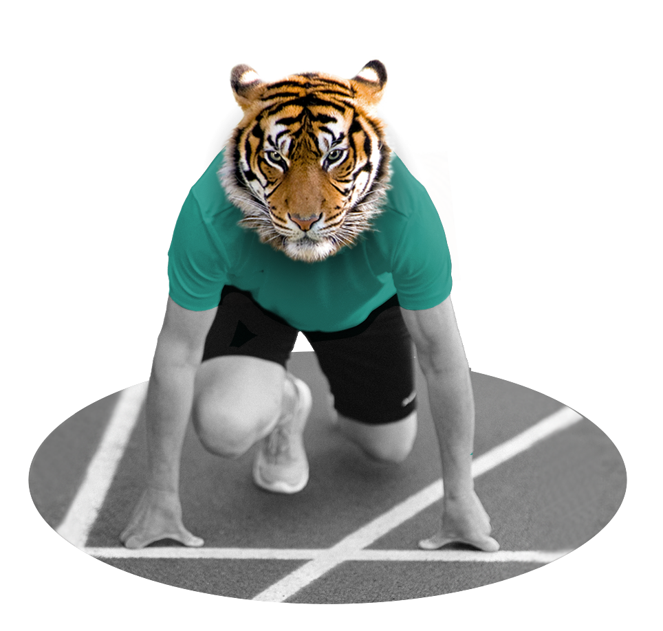 Focus Tiger in the starting blocks